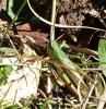 Pseudochorthippus parallelus